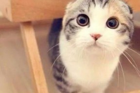 折耳猫娱乐吃瓜君,揭秘娱乐圈那些不为人知的幕后故事