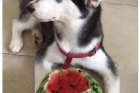 二哈吃瓜娱乐圈小说