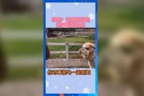 娱乐吃瓜歌曲有哪些