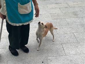 娱乐吃瓜酱阿姨卖小狗,娱乐吃瓜酱背后的温馨故事